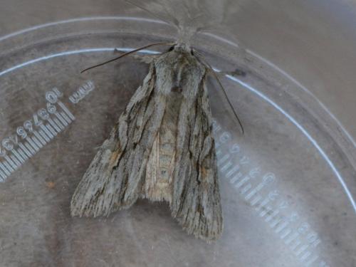 Lithophane leautieri